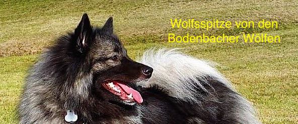 Wolfsspitze von den Bodenbacher Wölfen